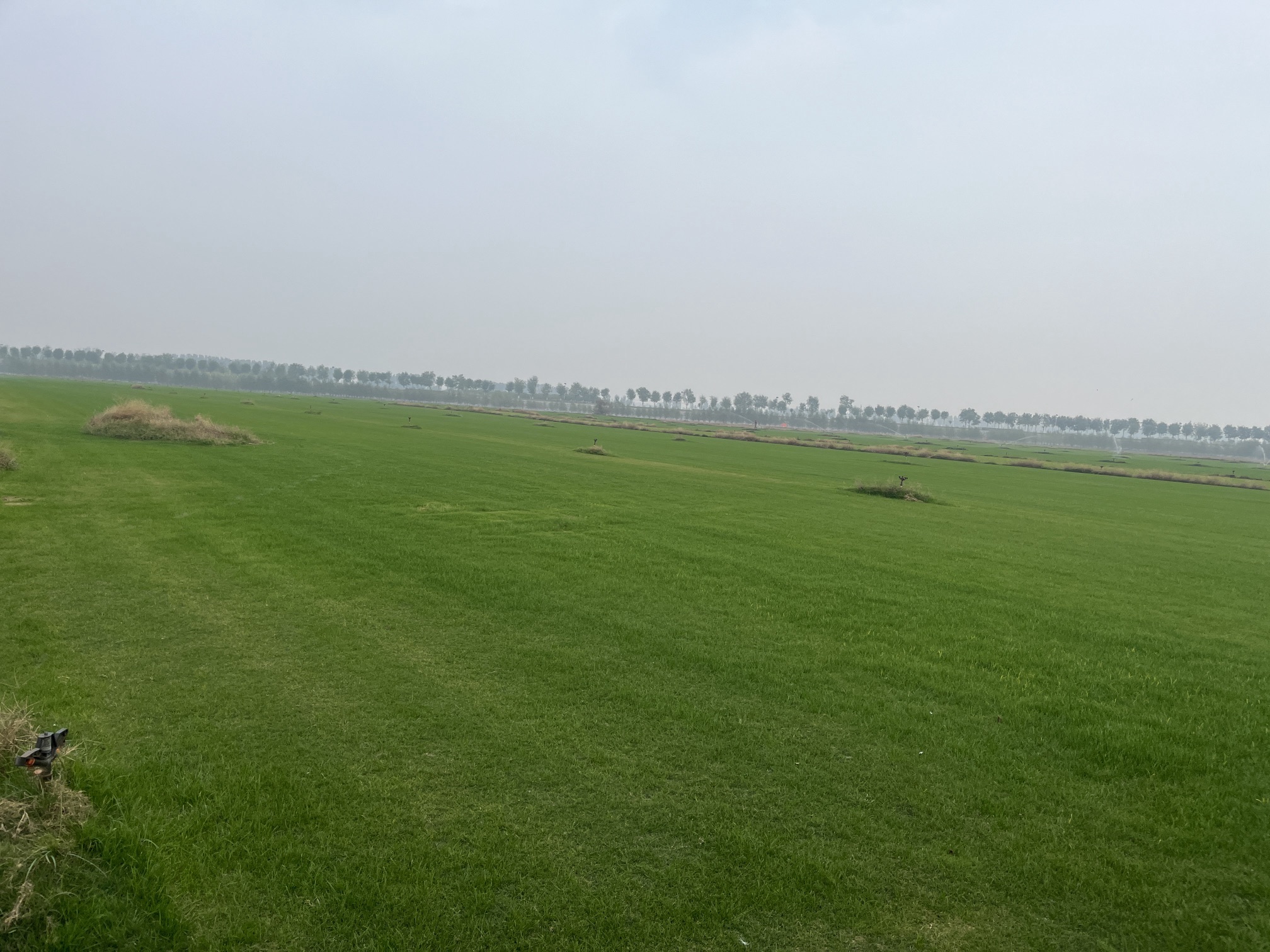 原阳万亩桃园旅行图片 2