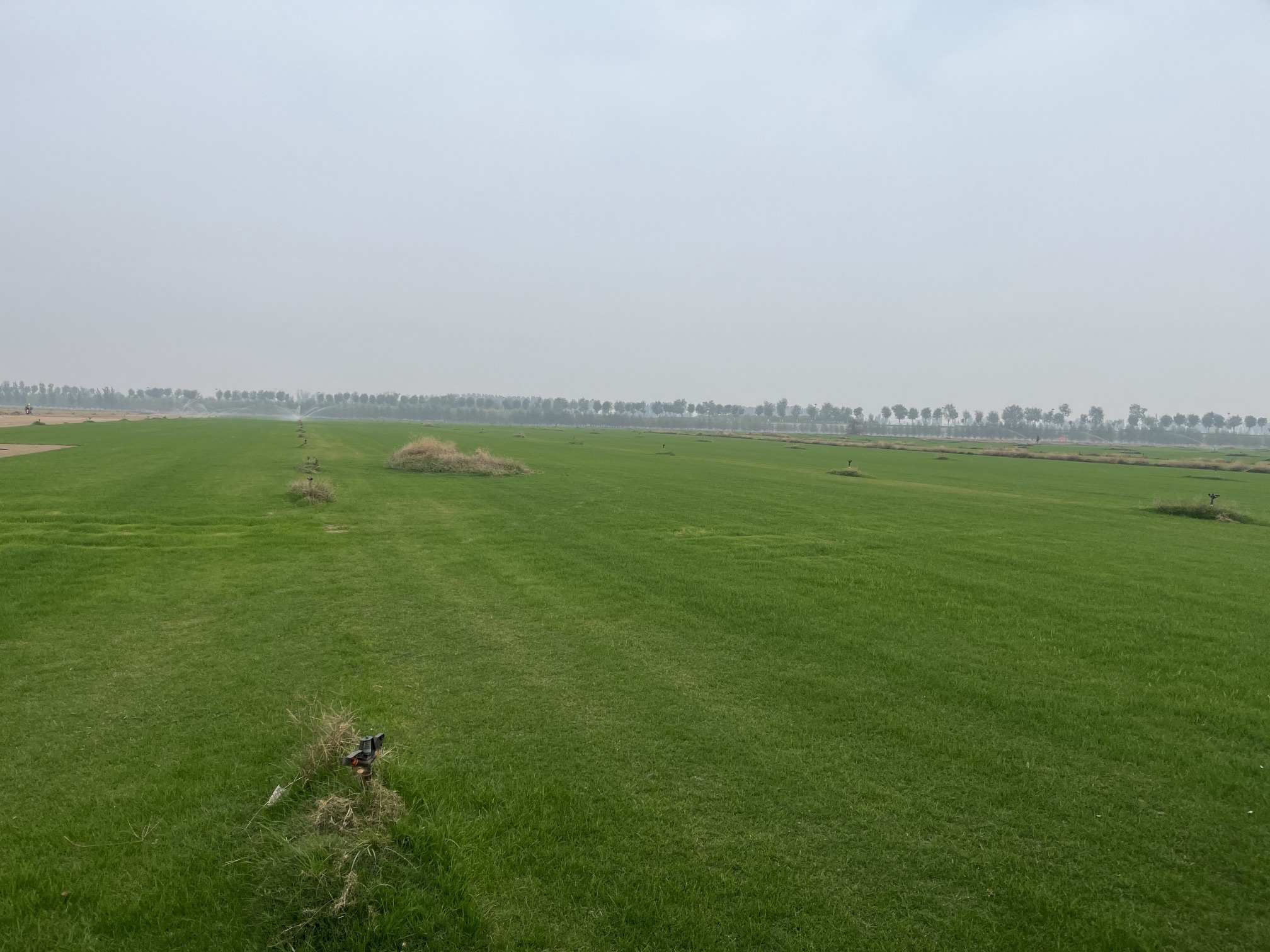 原阳万亩桃园旅行图片 3