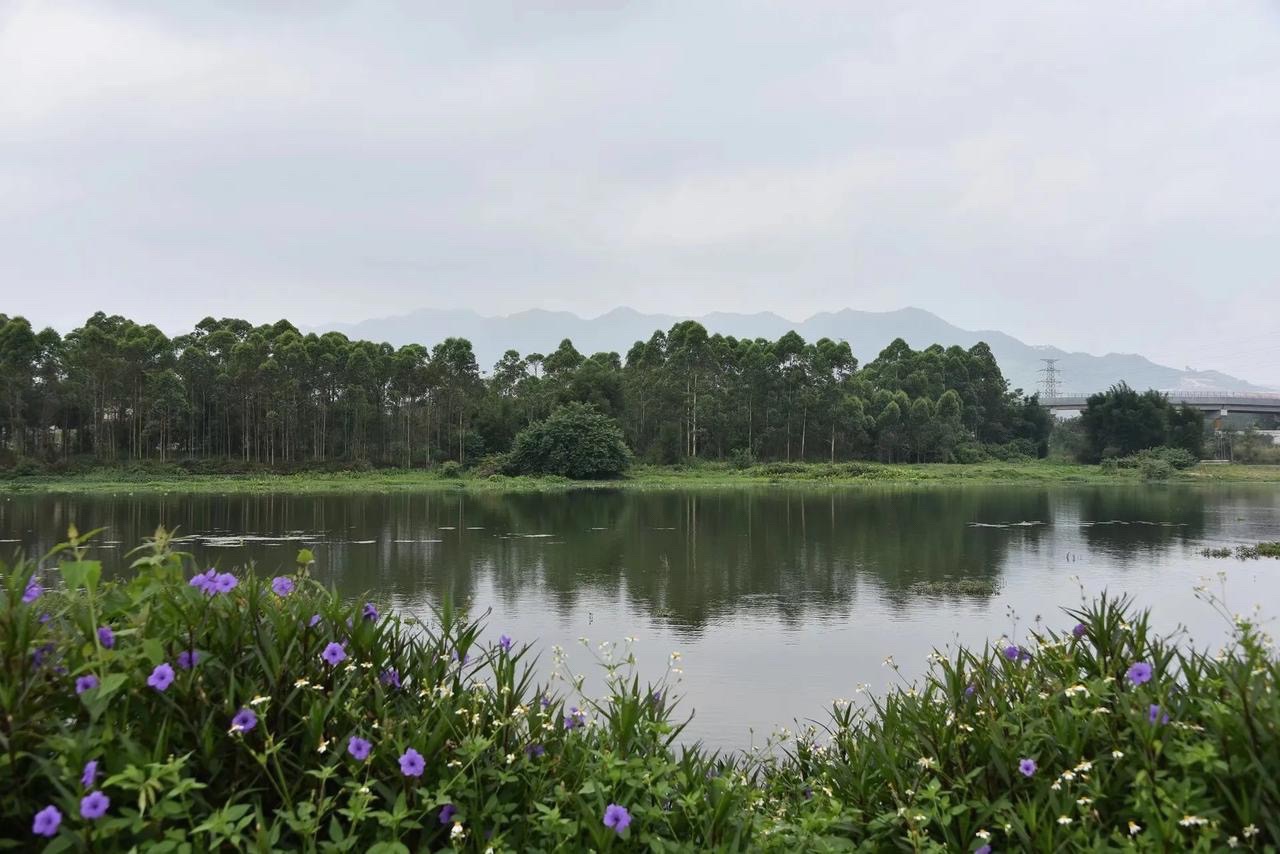 西门湿地公园旅行图片 1