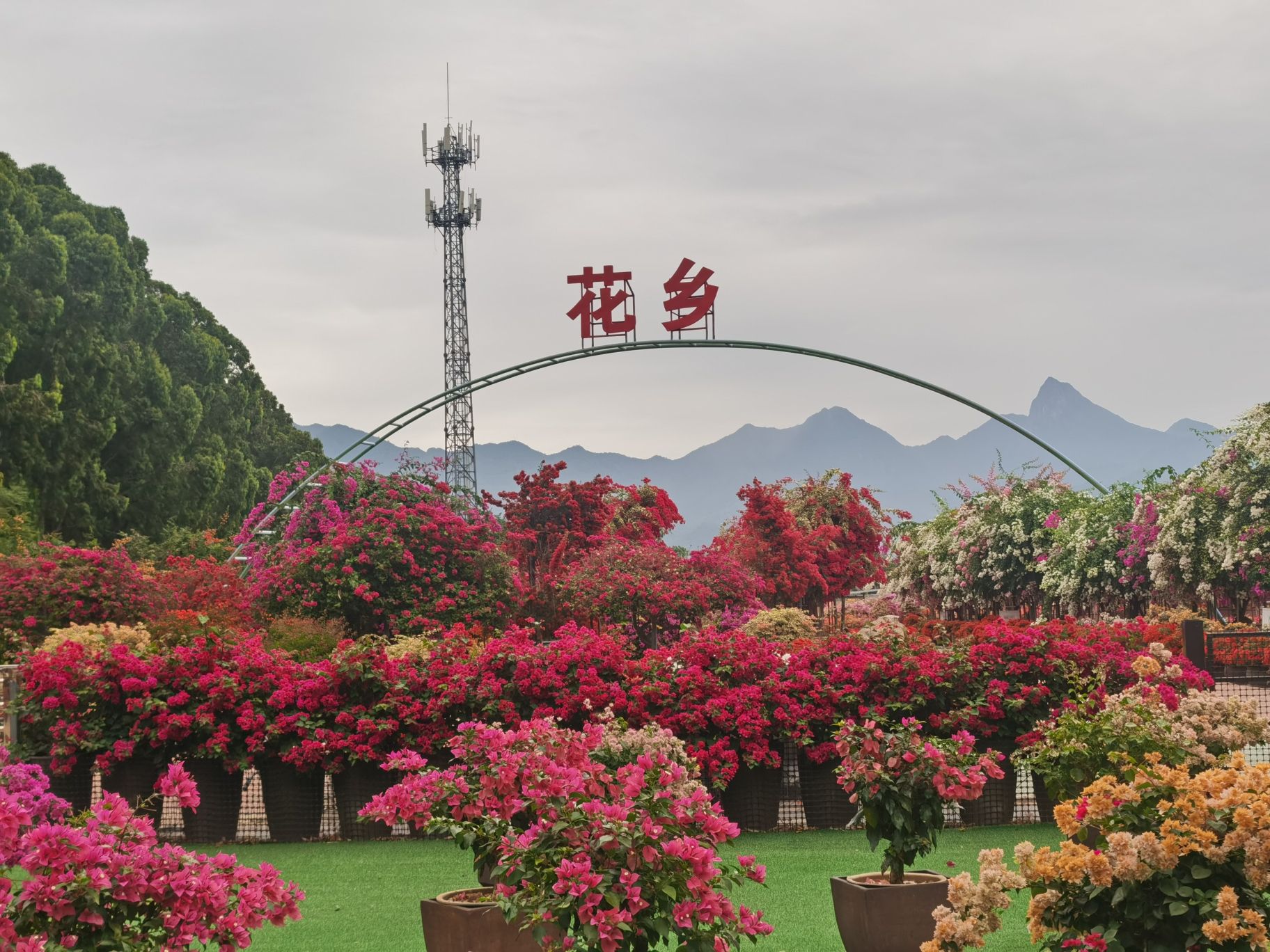 尖峰花乡
