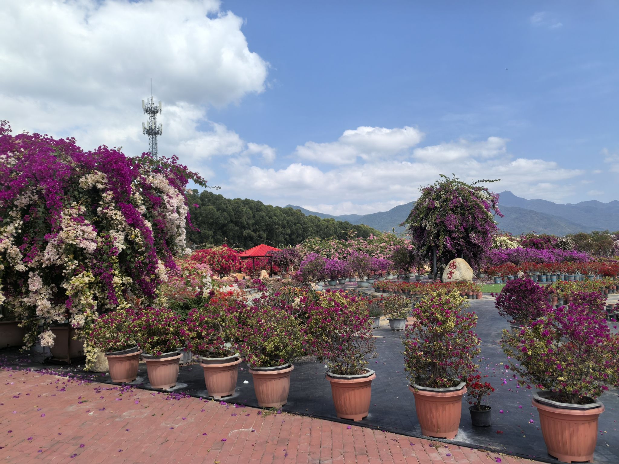 尖峰花乡