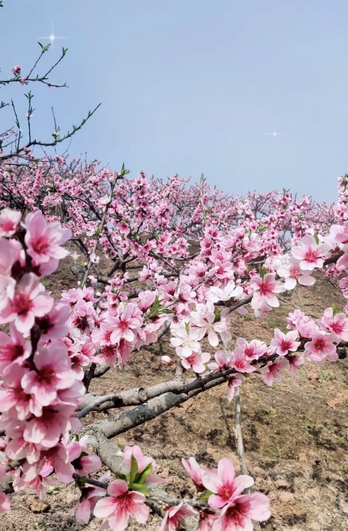任隆桃花山旅行图片 2