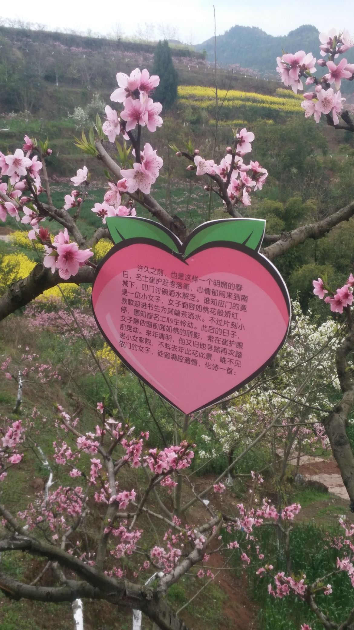 任隆桃花山旅行图片 3