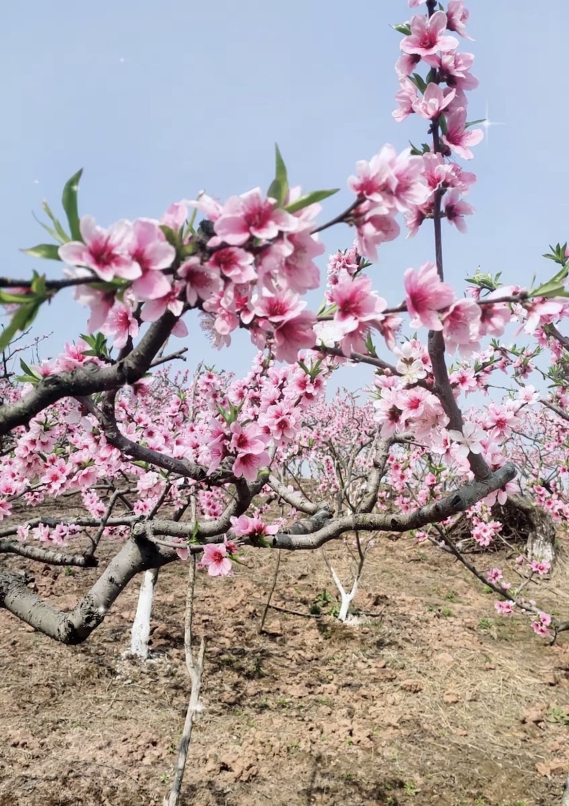 任隆桃花山旅行图片 1