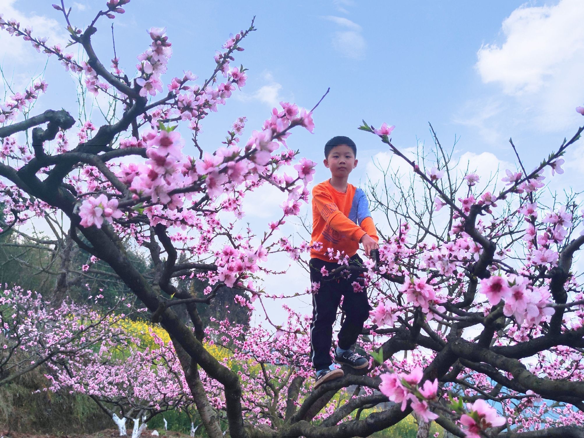 任隆桃花山旅行图片 1