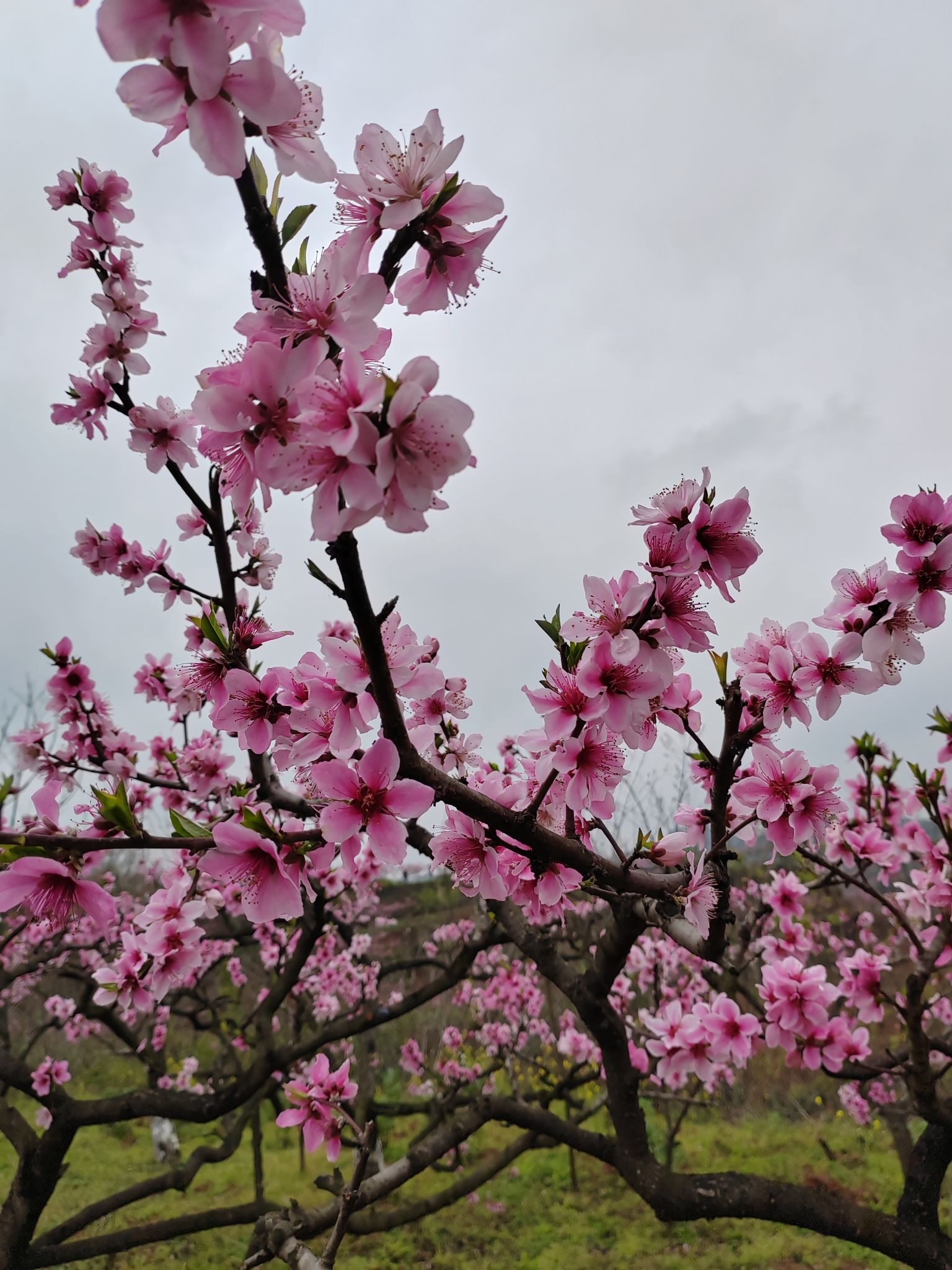 任隆桃花山旅行图片 2