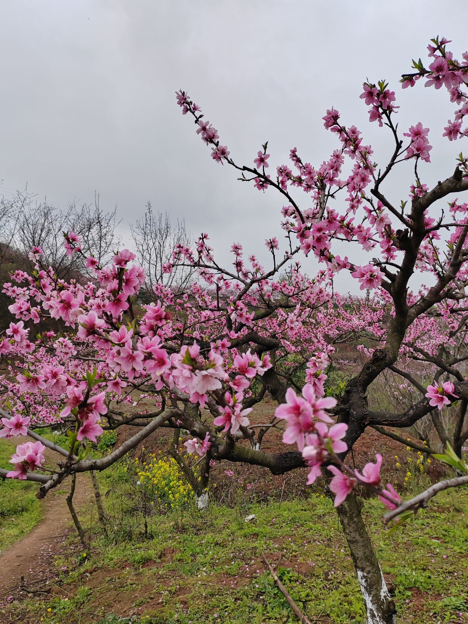 任隆桃花山旅行图片 1