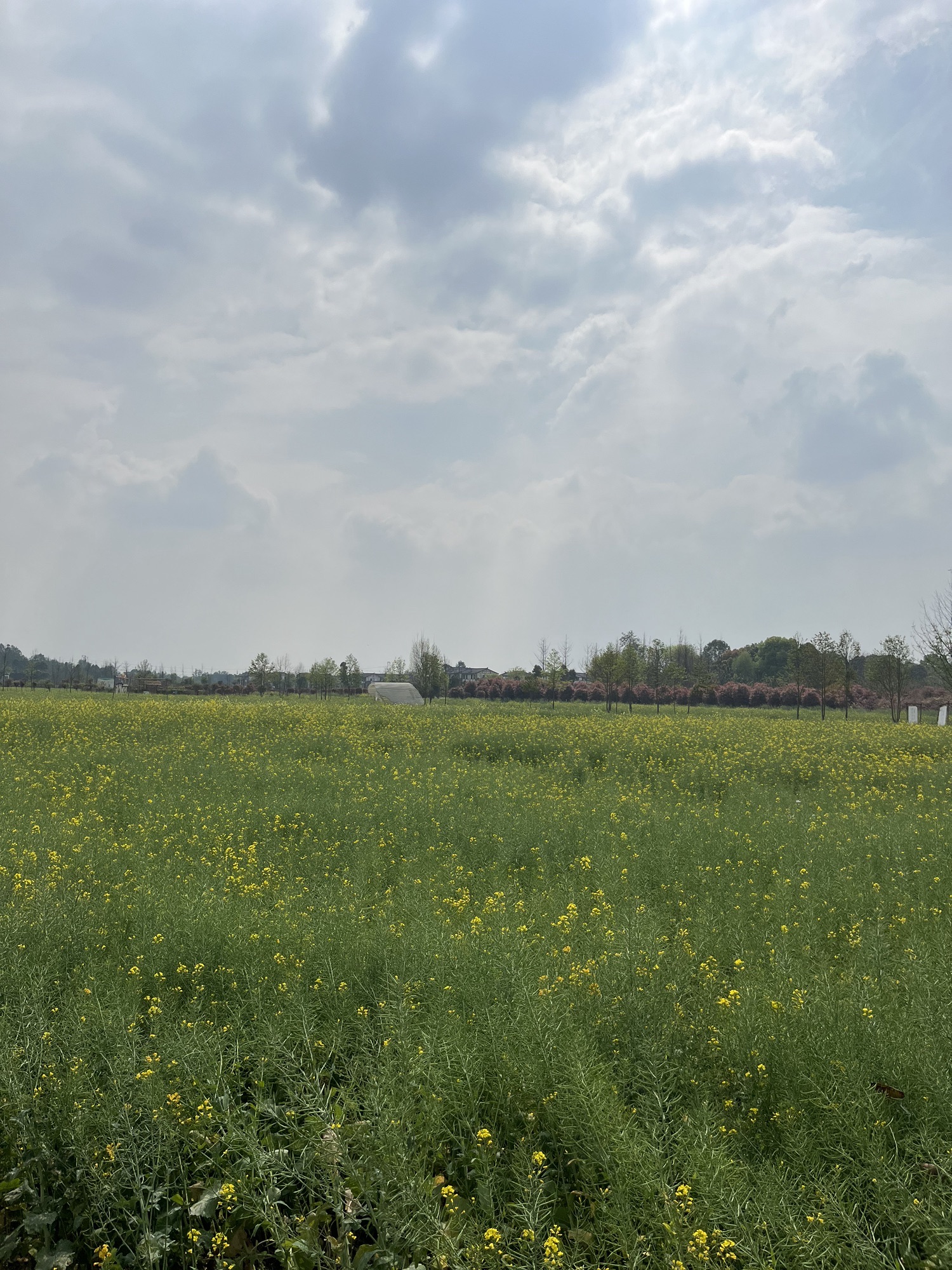 杨公社区臻爱田园旅行图片 1