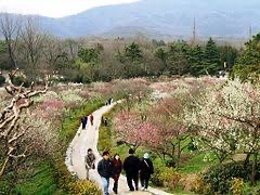 梅花山梦幻激情谷旅行图片 3