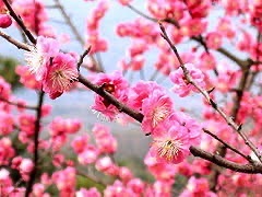 梅花山梦幻激情谷旅行图片 2