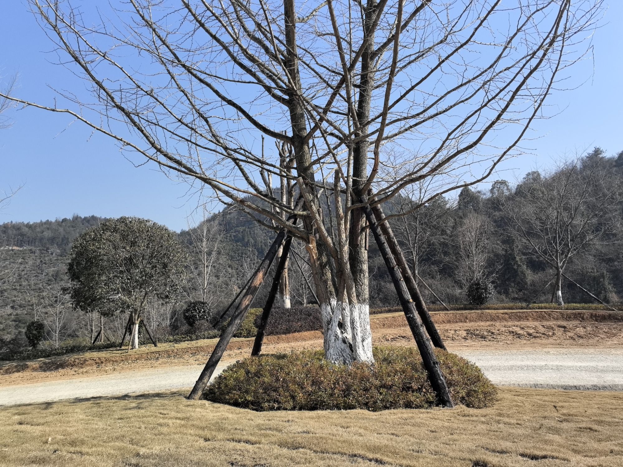 张家界武陵山区植物园旅行图片 1