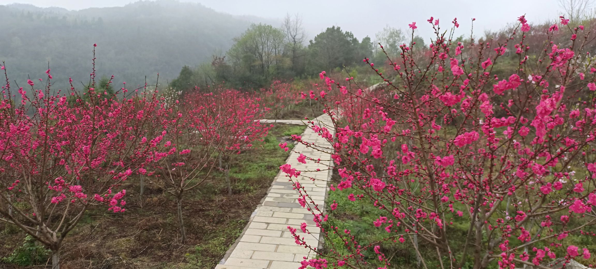 张家界武陵山区植物园旅行图片 1