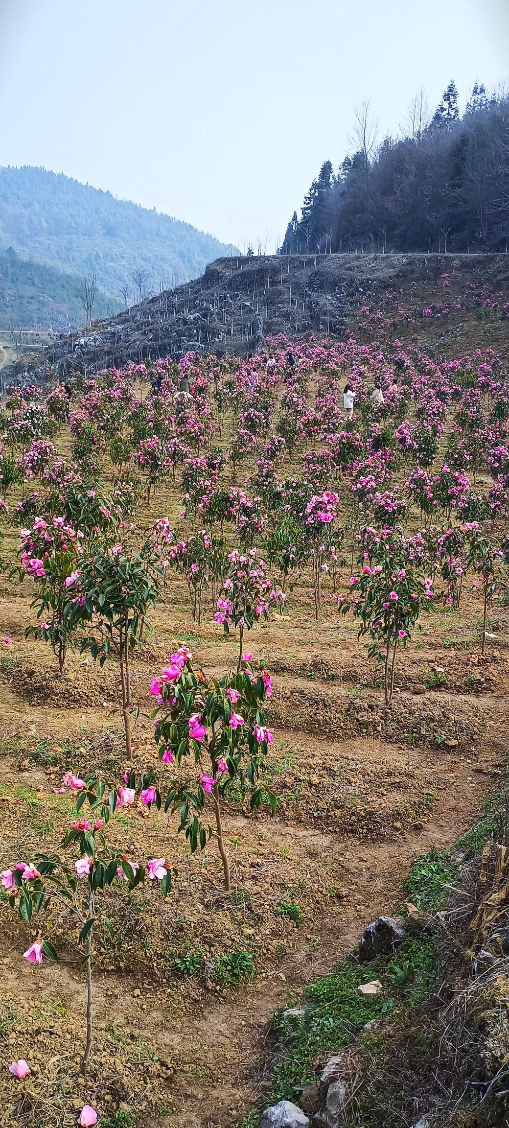 张家界武陵山区植物园旅行图片 2