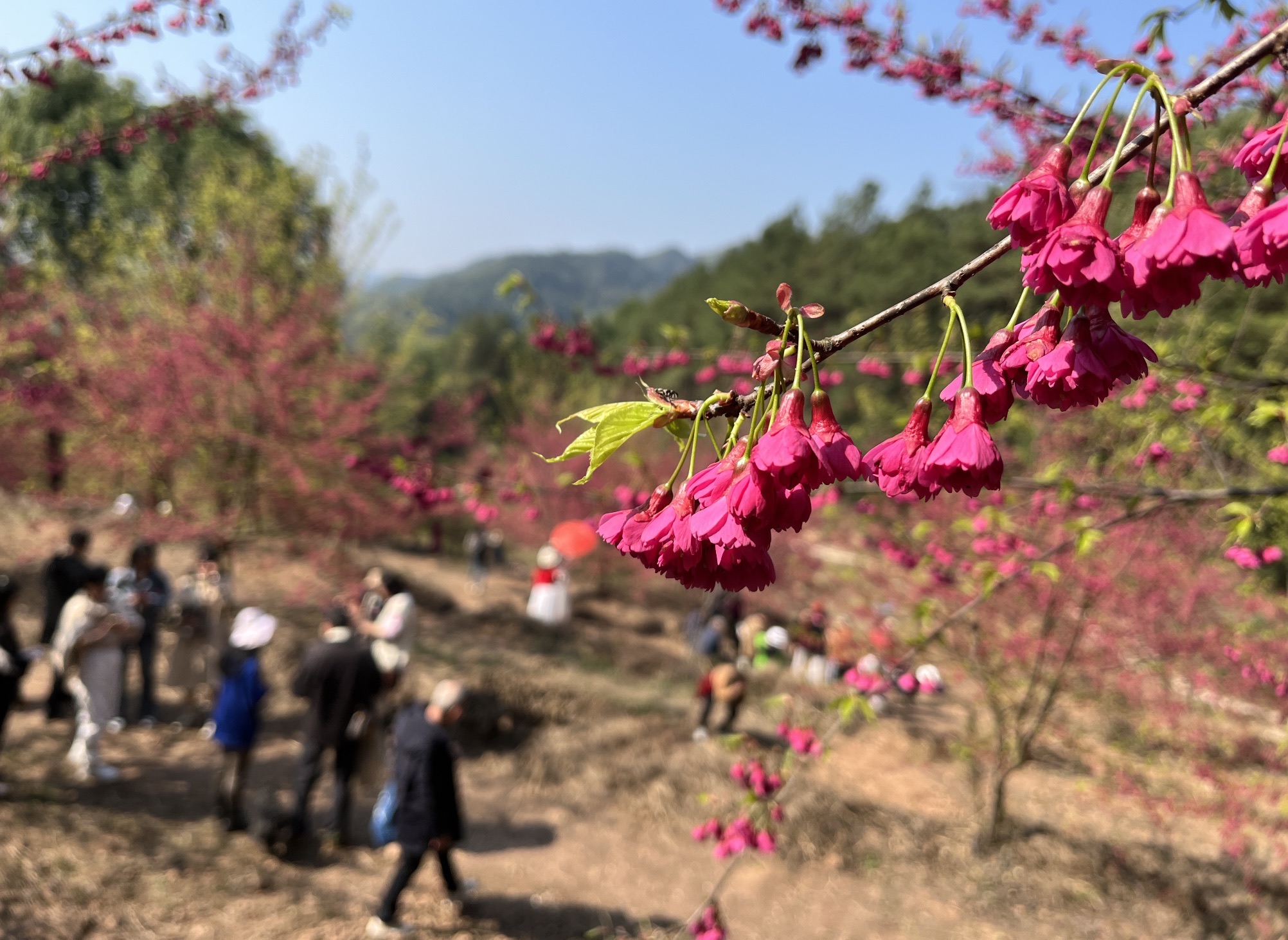 重庆黄金谷旅行图片 3