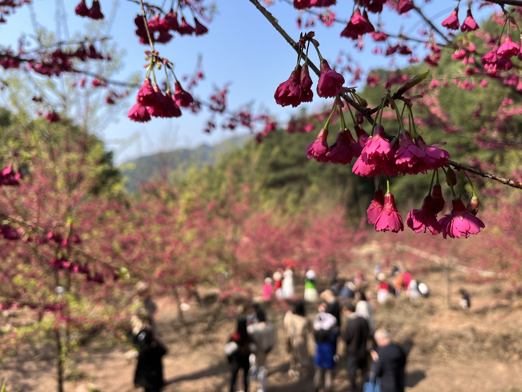 重庆黄金谷旅行图片 2