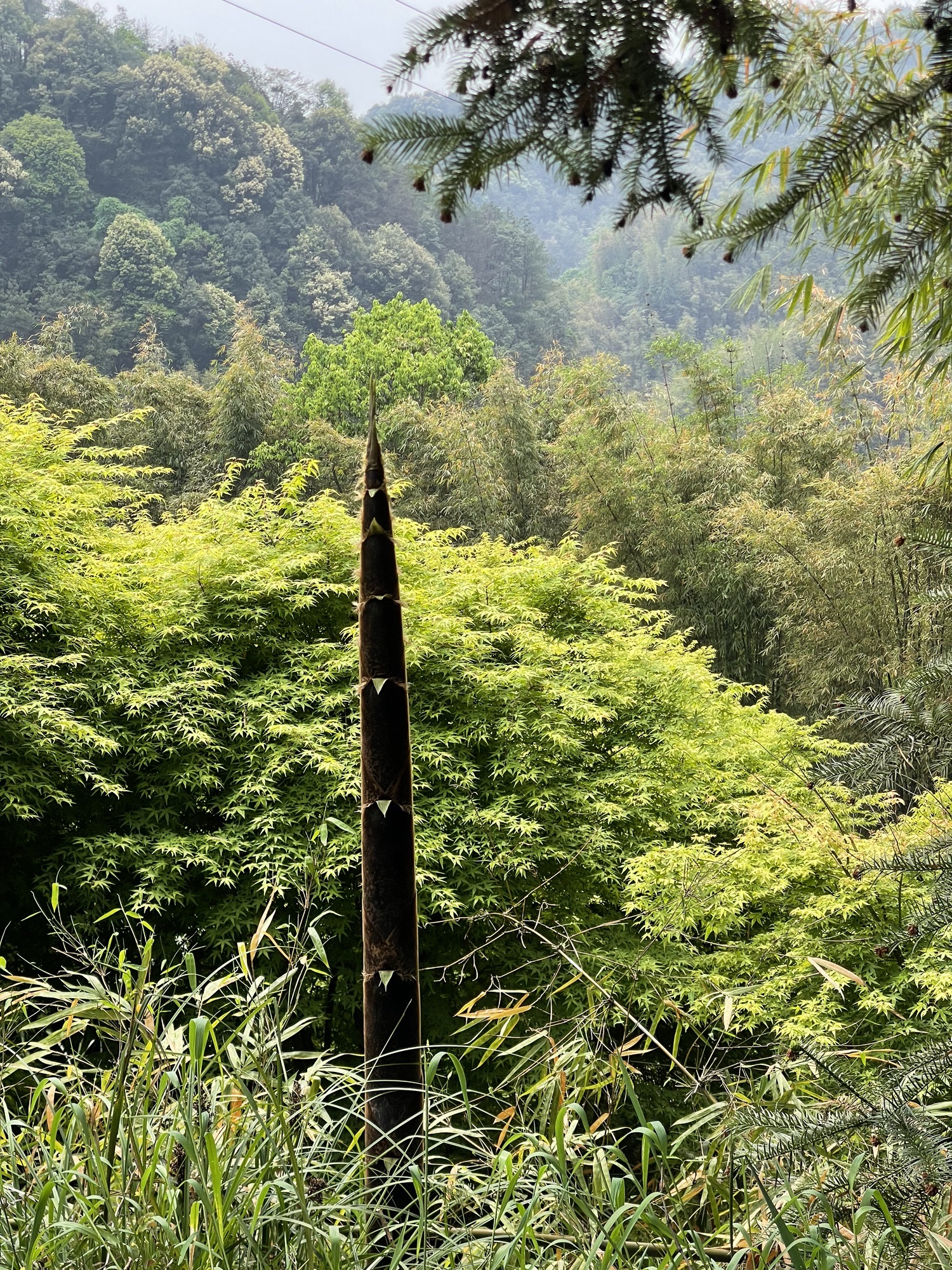 重庆黄金谷旅行图片 3