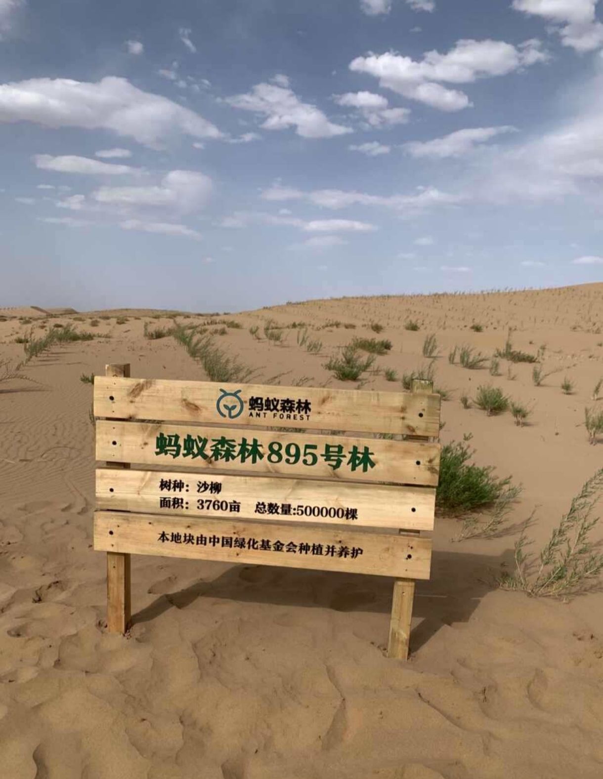 蚂蚁森林895号林·沙柳旅行图片 1