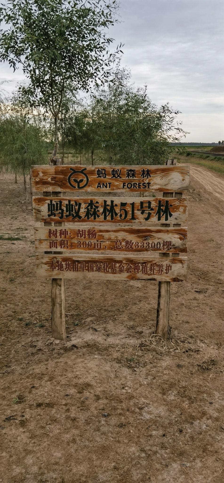 蚂蚁森林51号林-4·胡杨