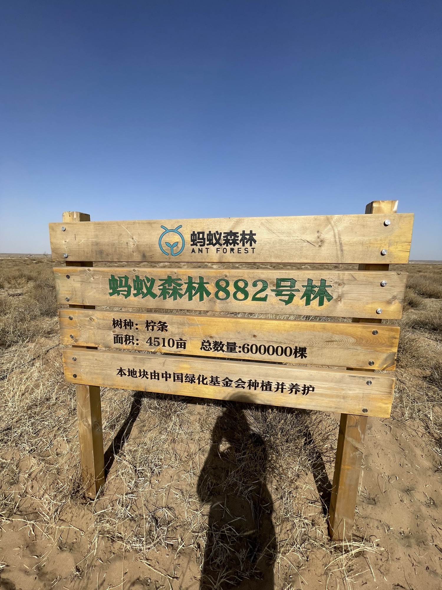 蚂蚁森林882号林-2·柠条旅行图片 3