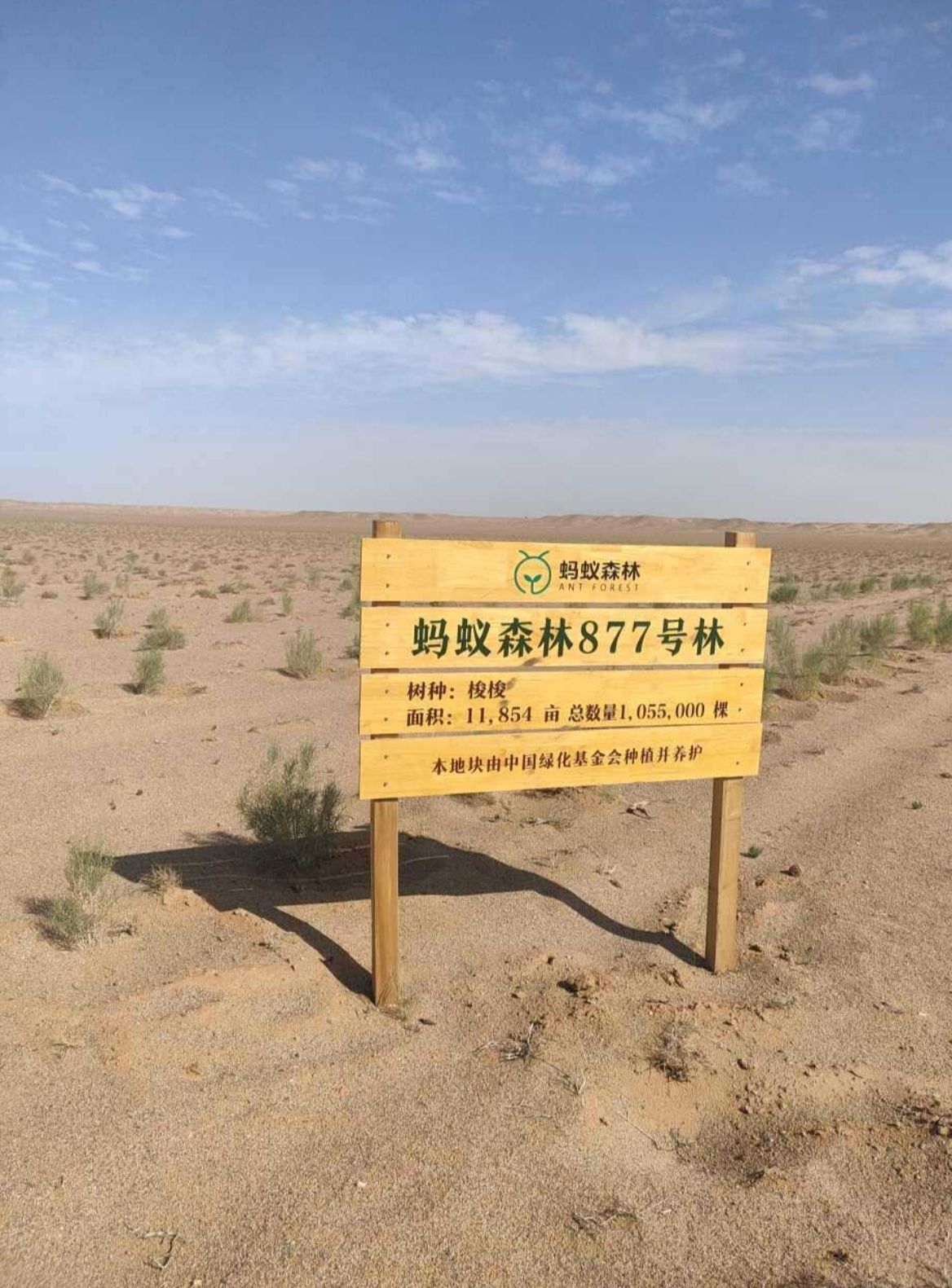 蚂蚁森林877号林-1·梭梭旅行图片 1