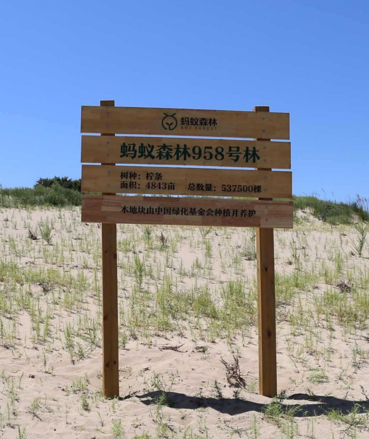 蚂蚁森林958号林-1·柠条旅行图片 1
