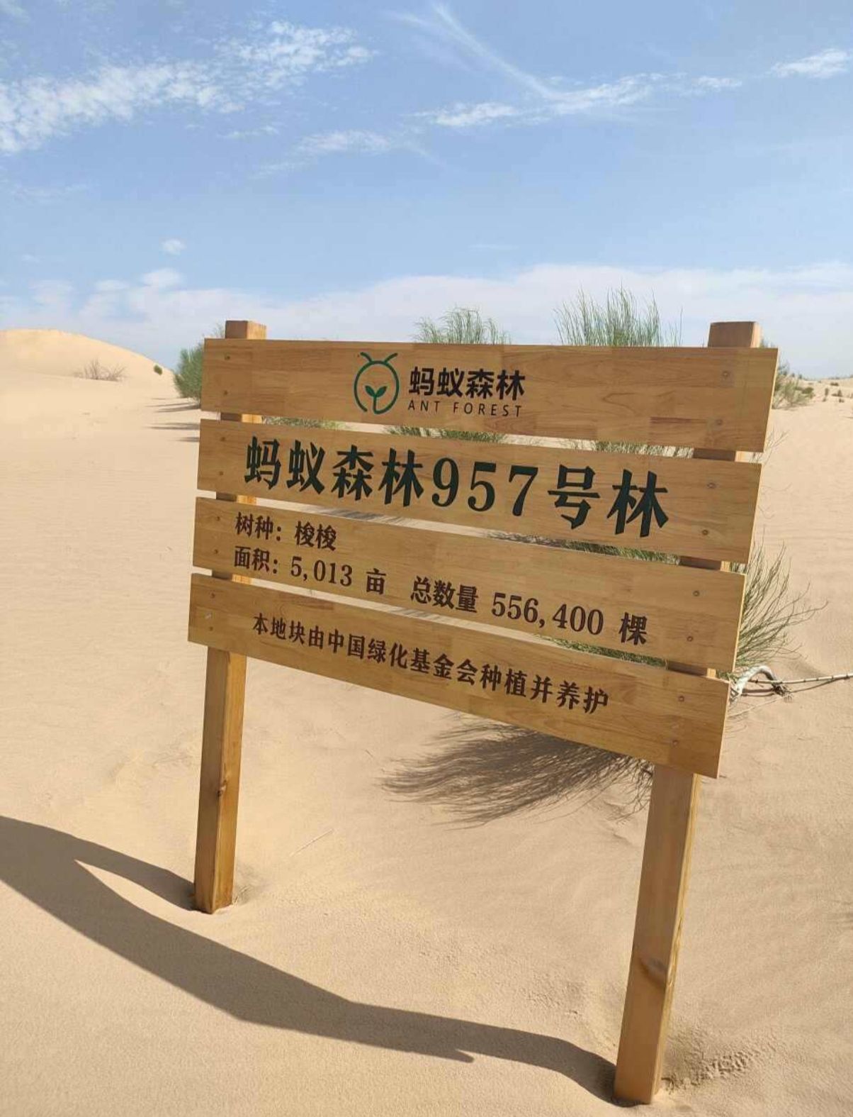 蚂蚁森林957号林-1·梭梭旅行图片 1