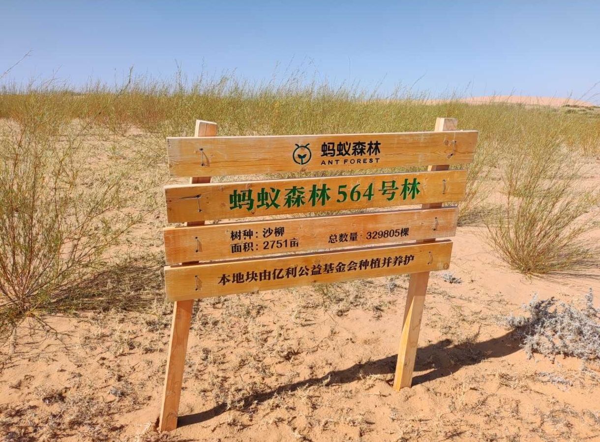 蚂蚁森林564号林·沙柳旅行图片 1