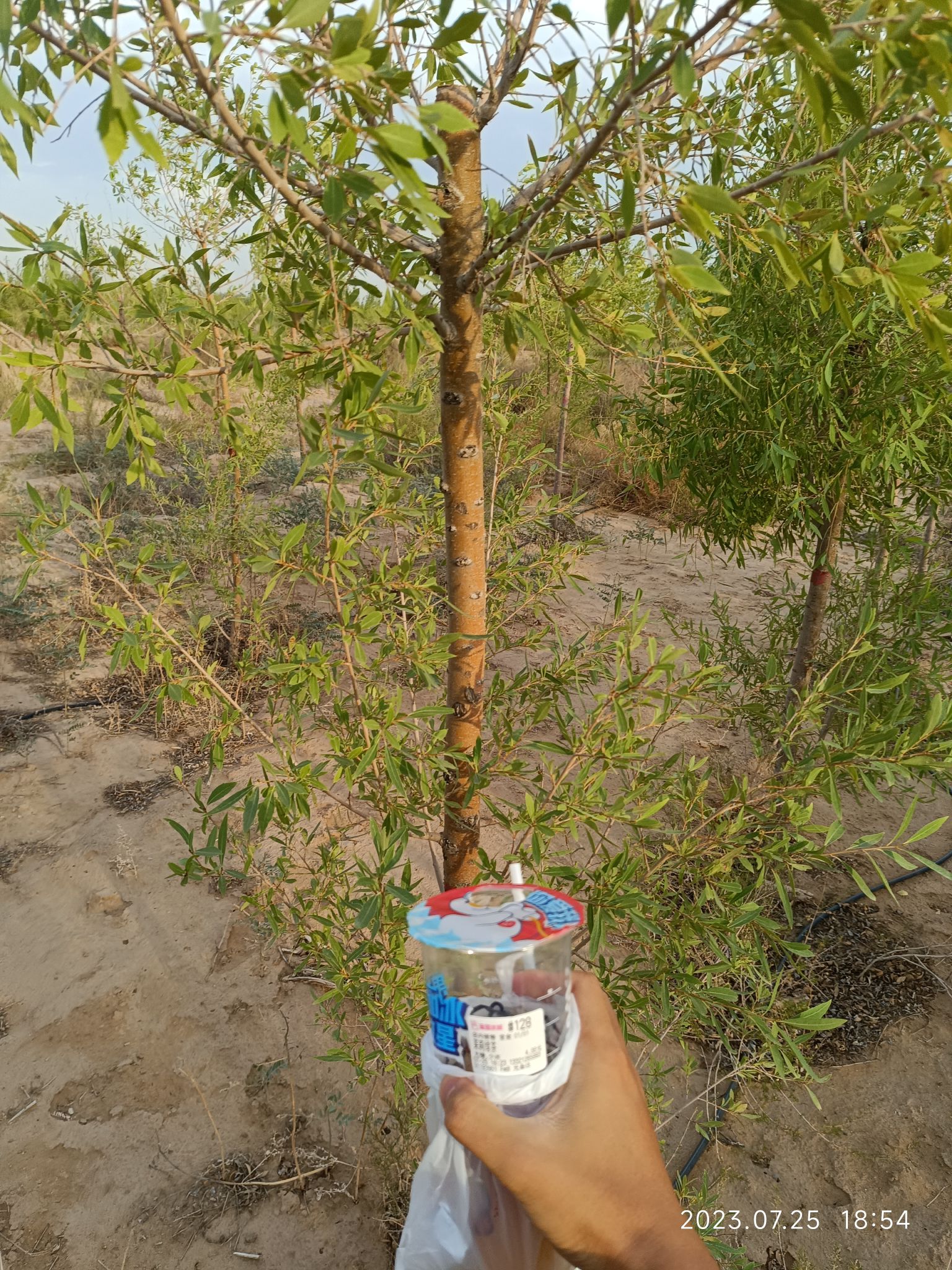 蚂蚁森林742号林·胡杨旅行图片 3