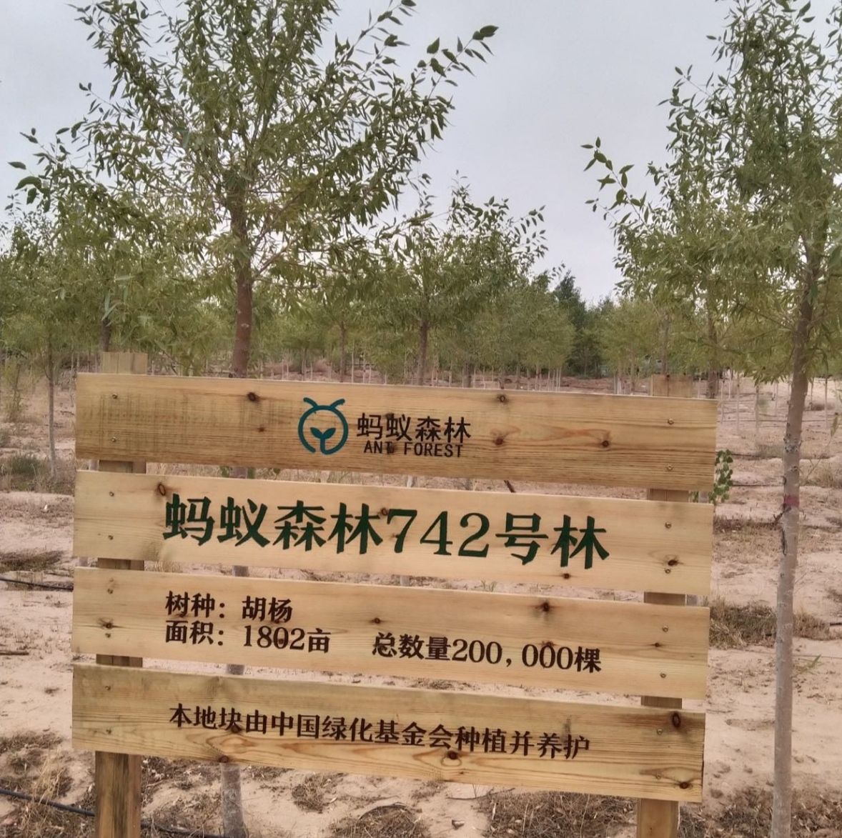 蚂蚁森林742号林·胡杨旅行图片 1