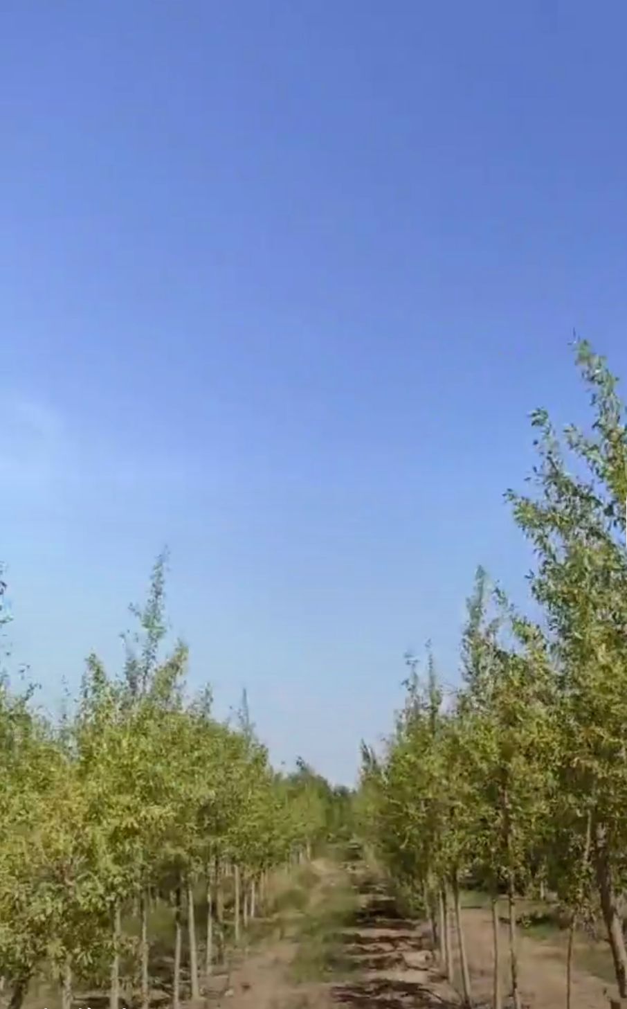 蚂蚁森林742号林·胡杨