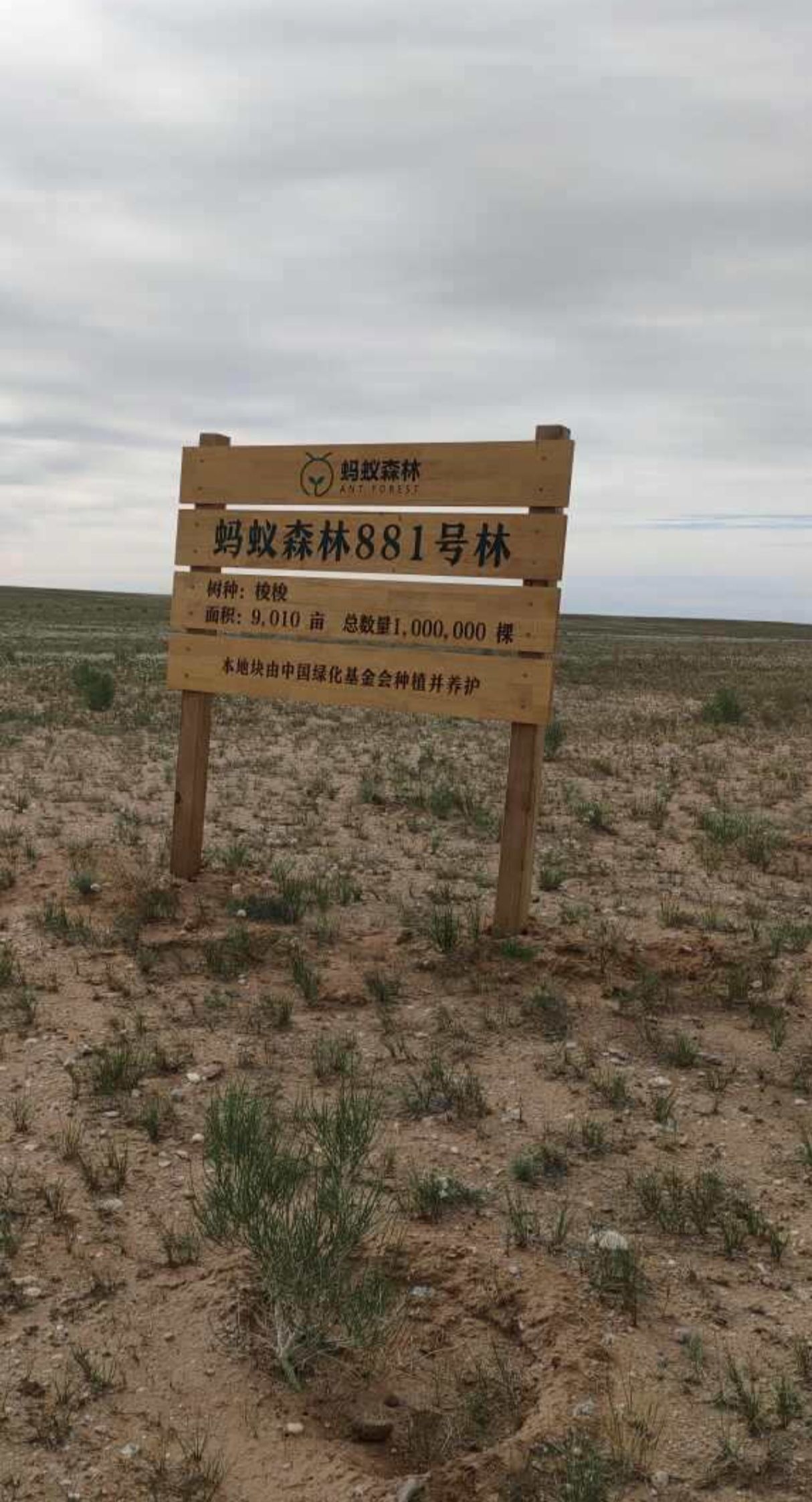 蚂蚁森林881号林·梭梭旅行图片 1