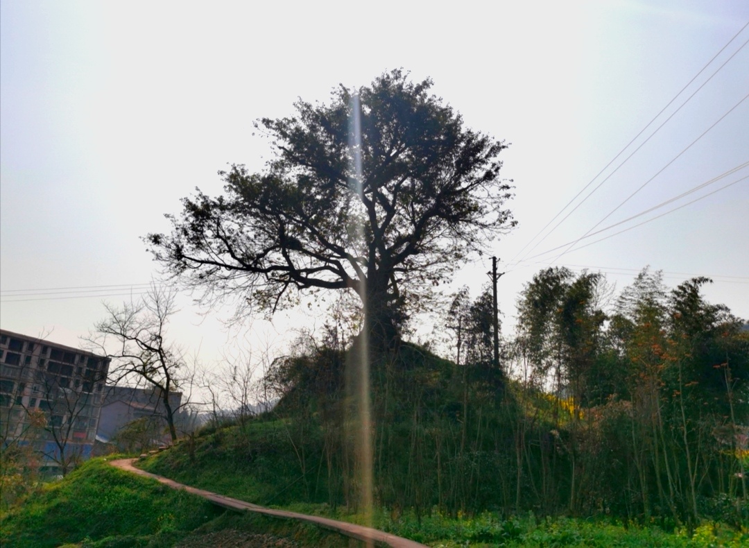 达州山水公园-古树黄葛