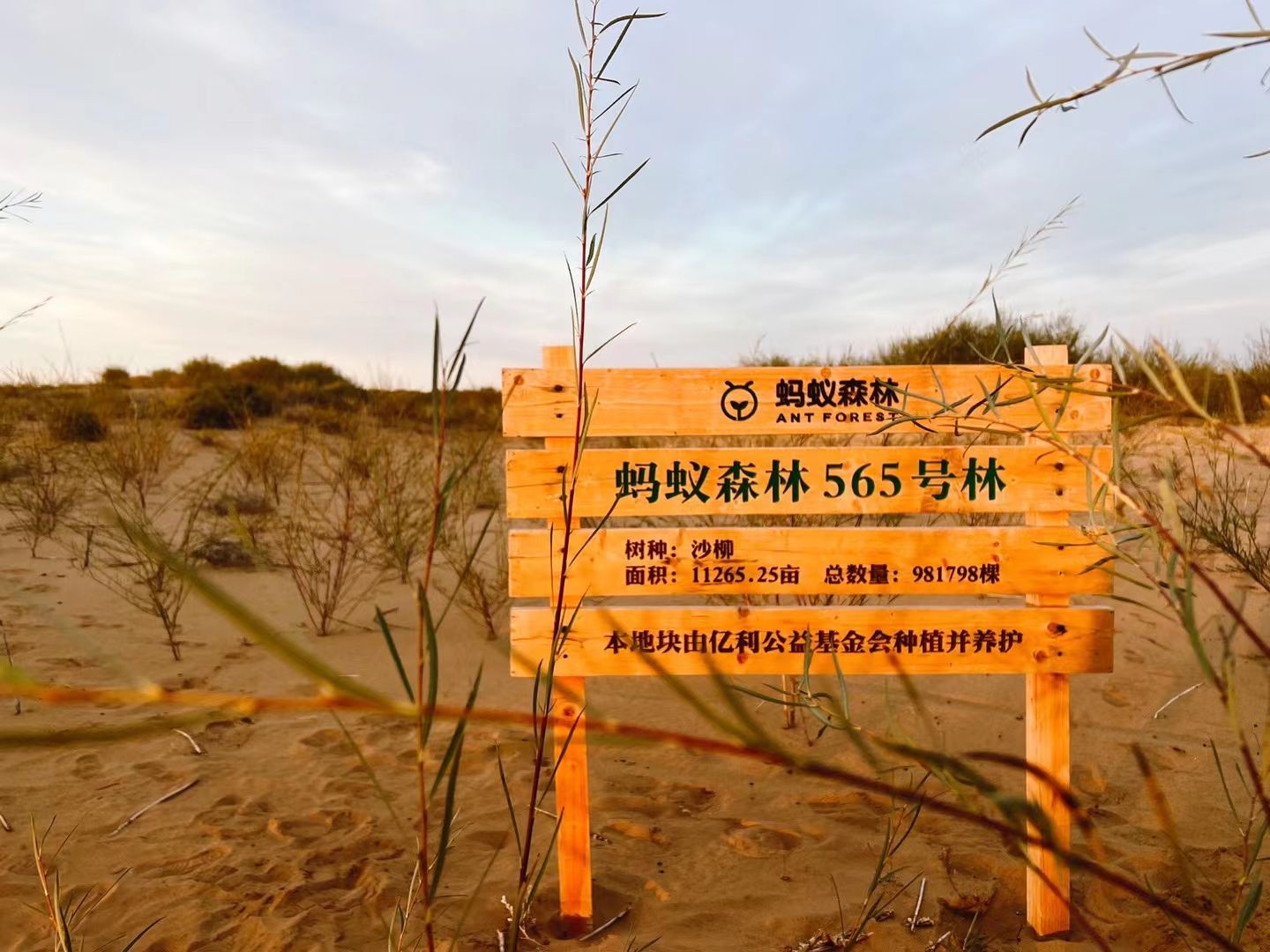 杭锦旗蚂蚁森林565号林沙柳旅行图片 1