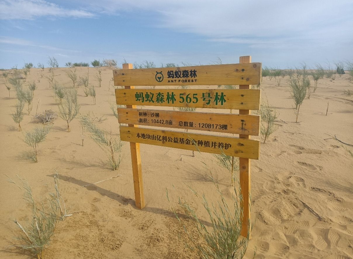 杭锦旗蚂蚁森林565号林沙柳旅行图片 1