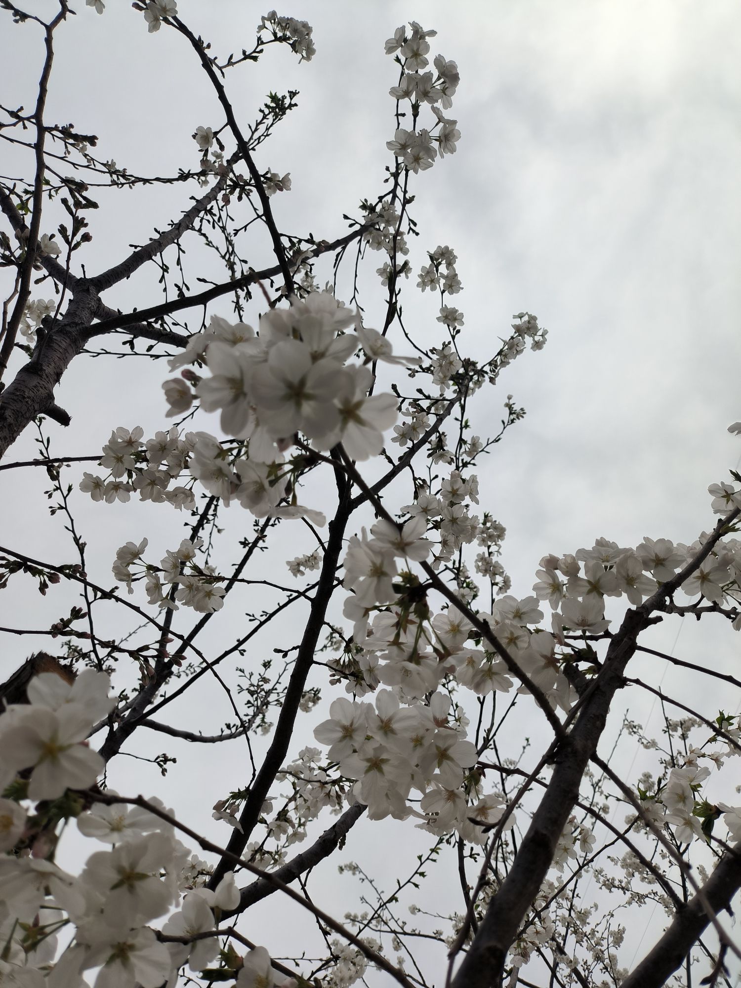 中央明渠樱花溪公园旅行图片 2