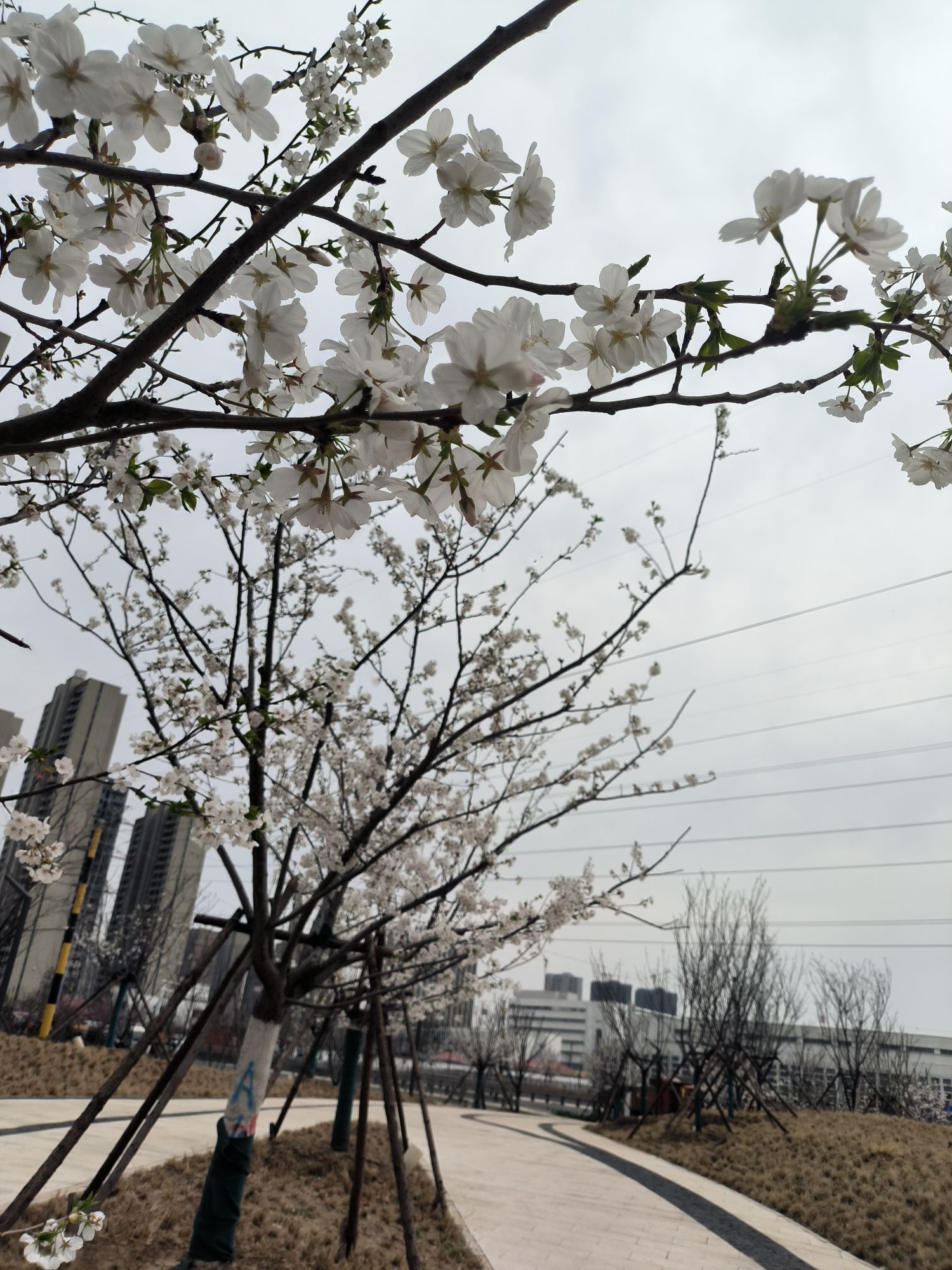 中央明渠樱花溪公园旅行图片 3