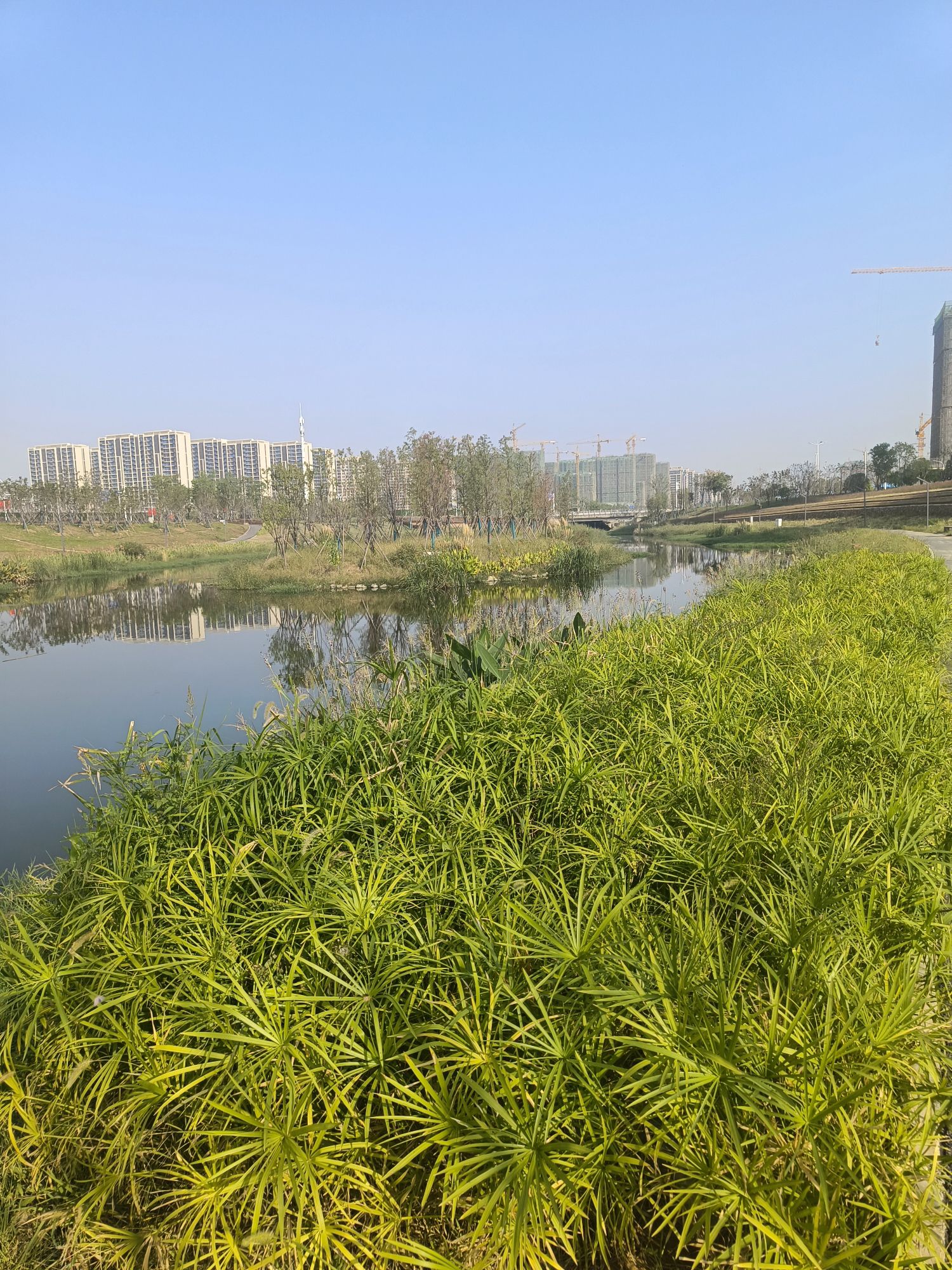 中央明渠樱花溪公园旅行图片 3