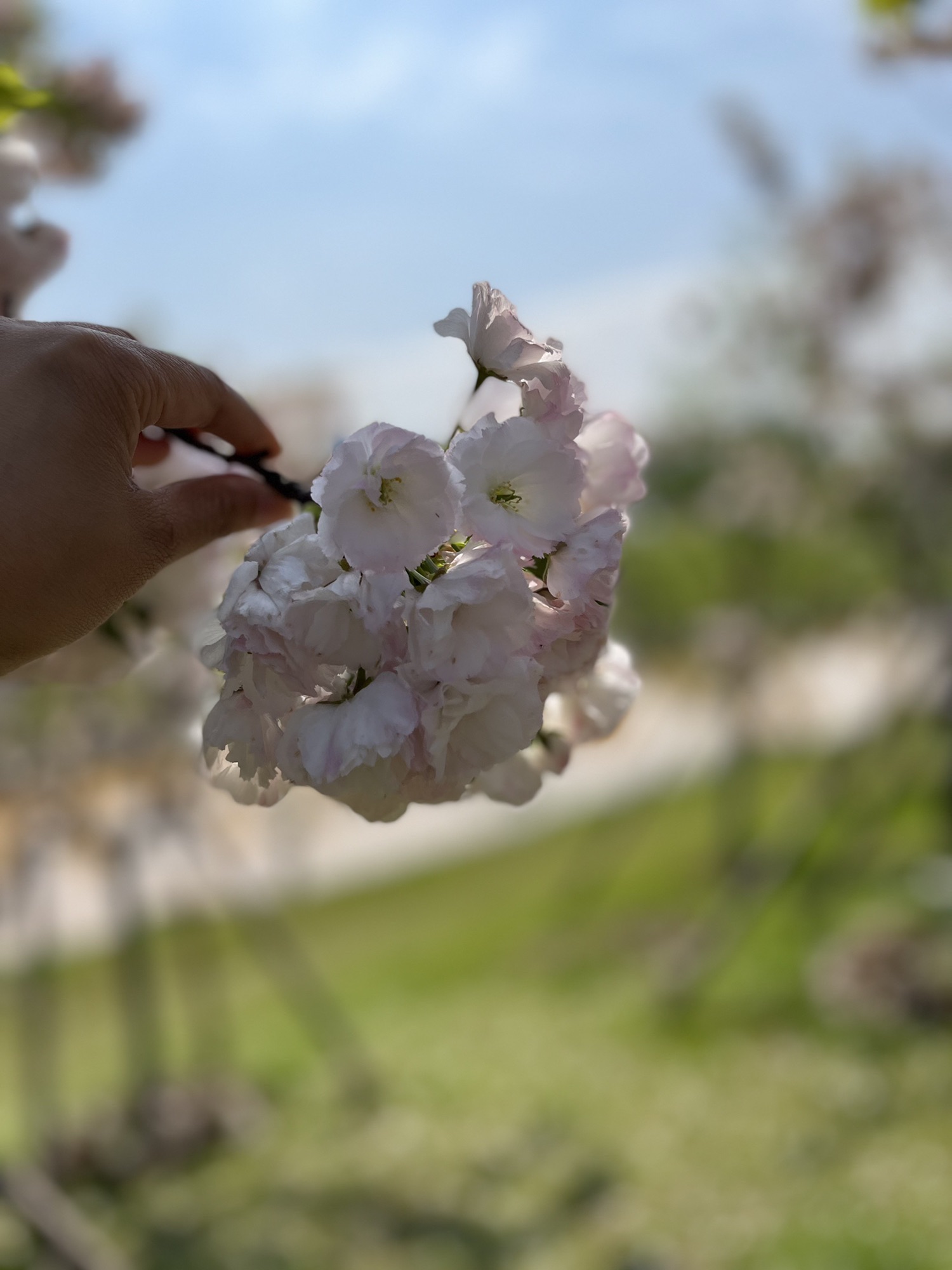 中央明渠樱花溪公园旅行图片 2