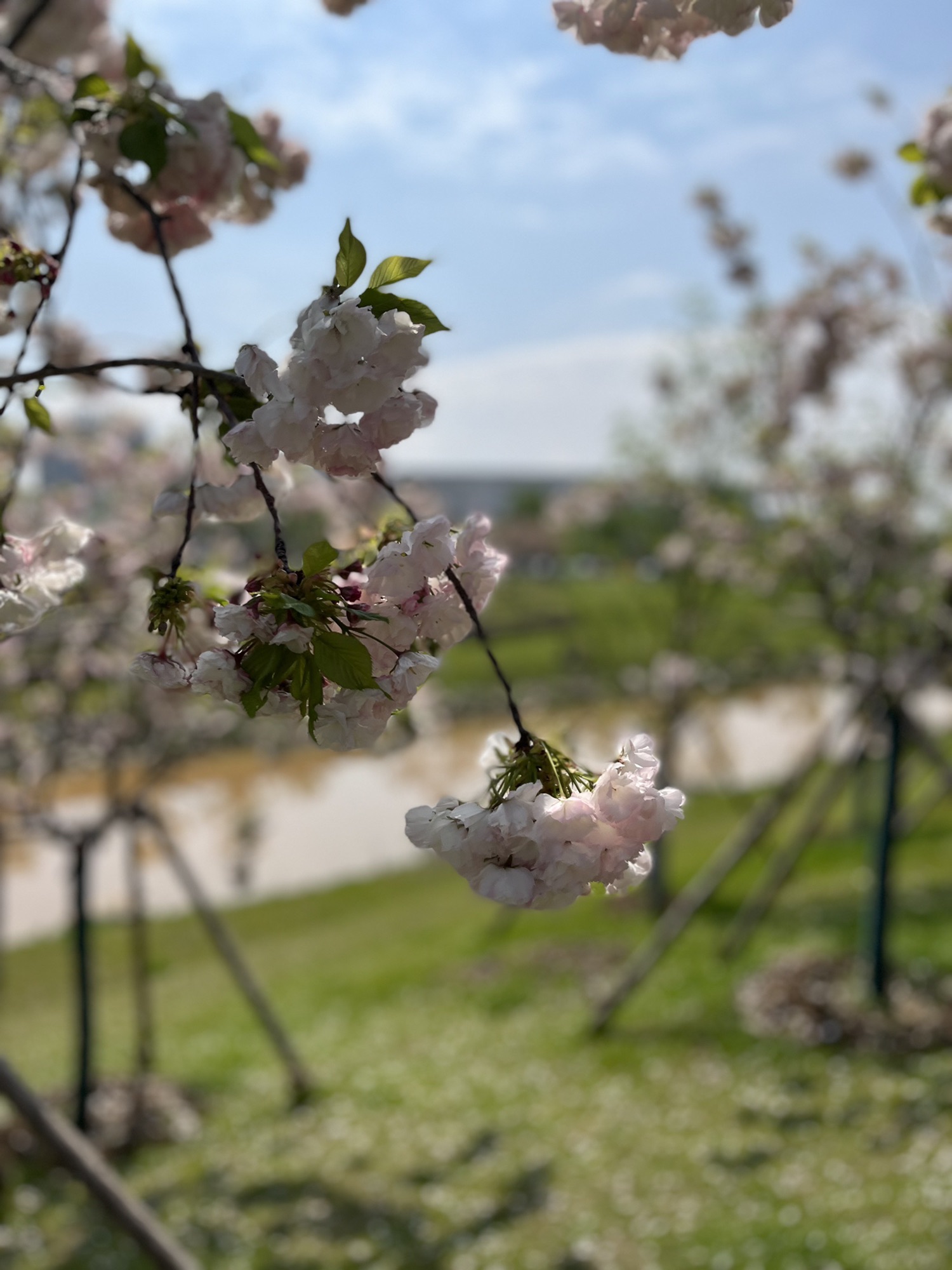 中央明渠樱花溪公园旅行图片 3