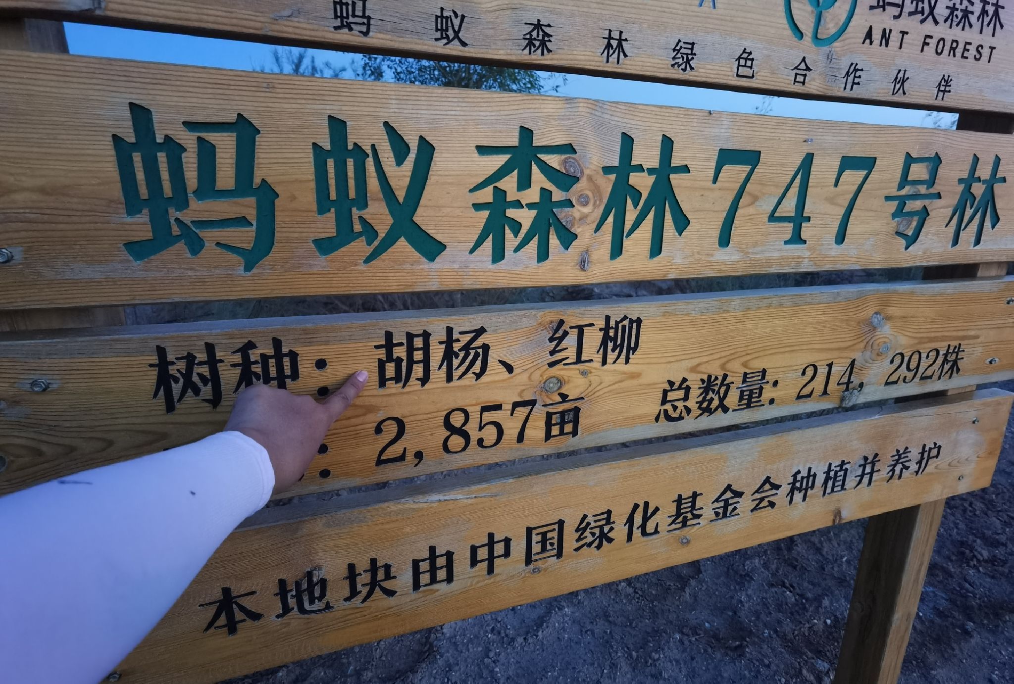 蚂蚁森林747号林·混交林旅行图片 1