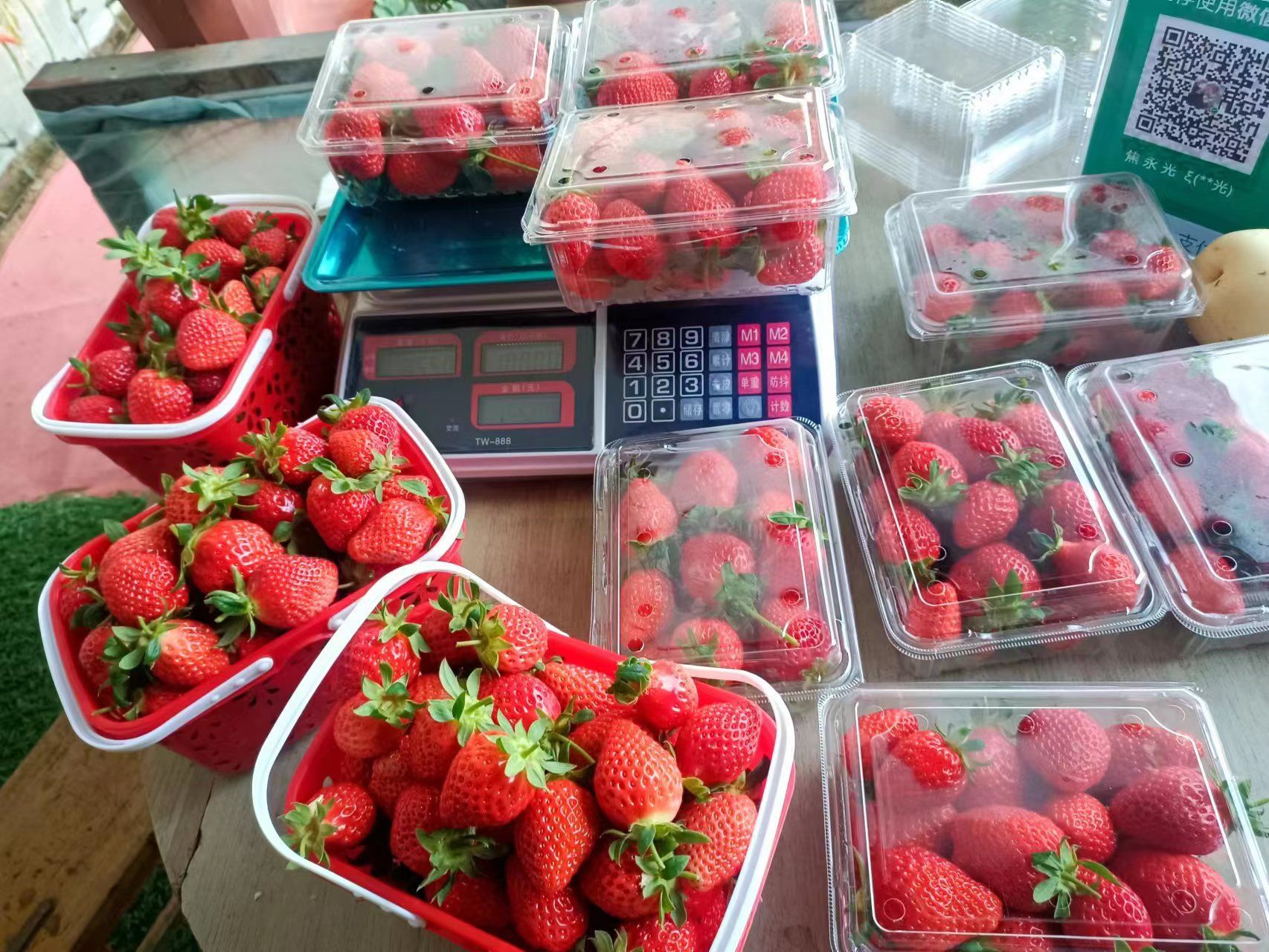 兴光园林草莓采摘基地