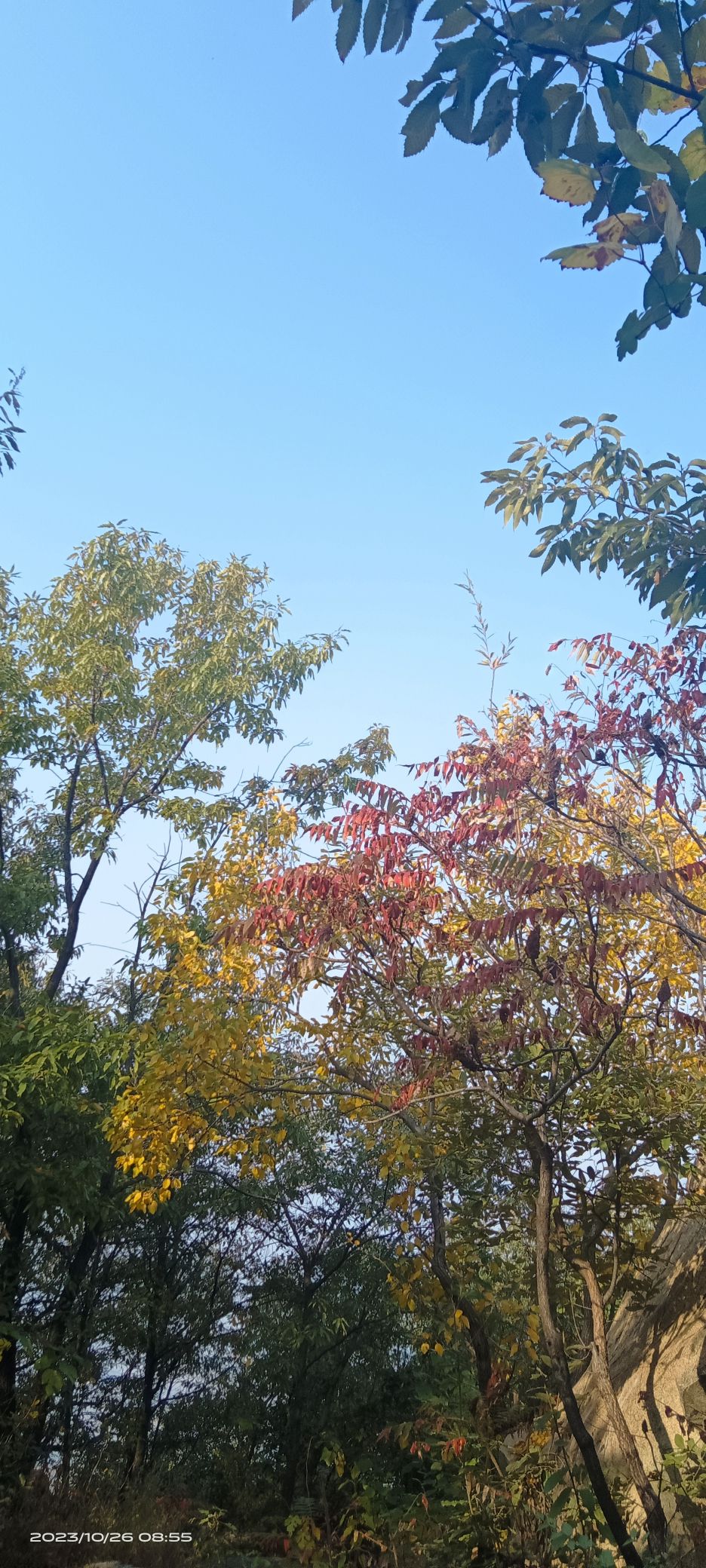 荆泉公园旅行图片 3