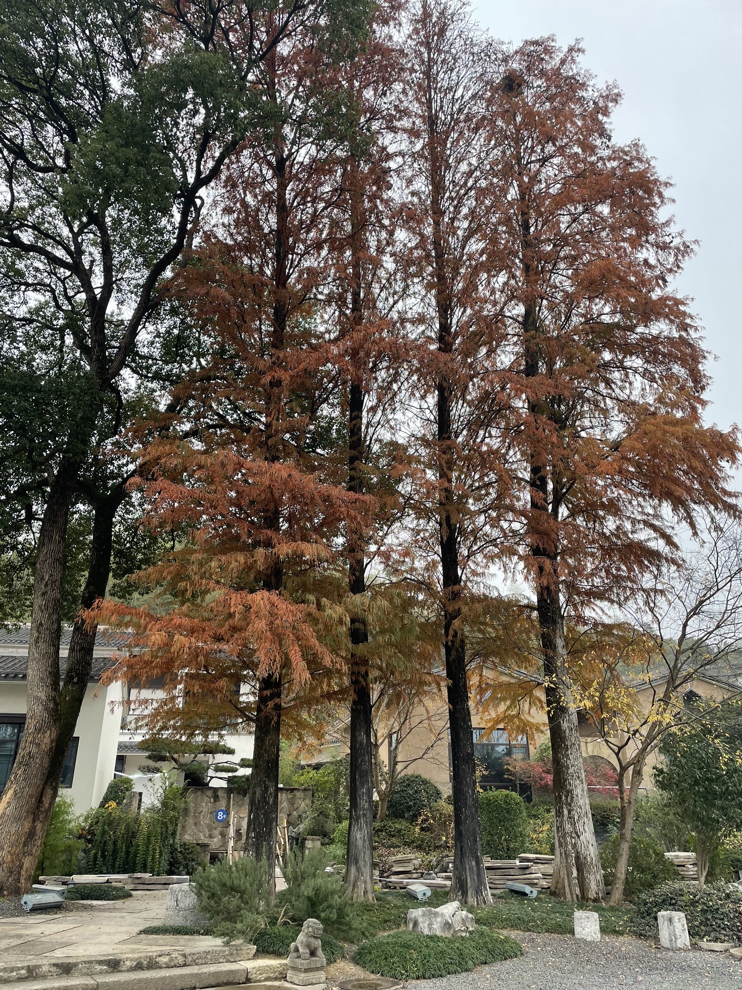胜联区块山地公园旅行图片 3