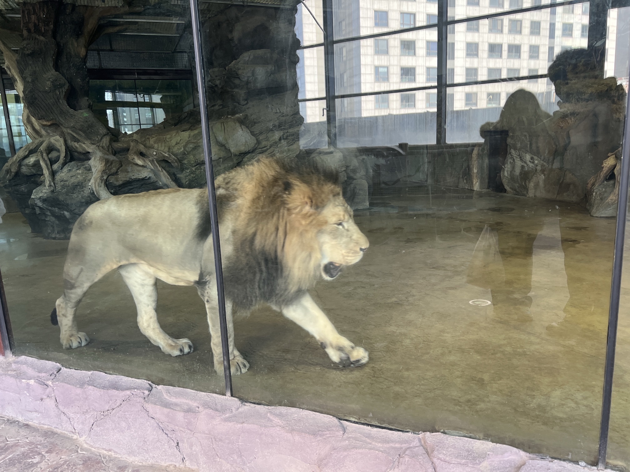 沈阳龙之梦动物科普乐园旅行图片 3