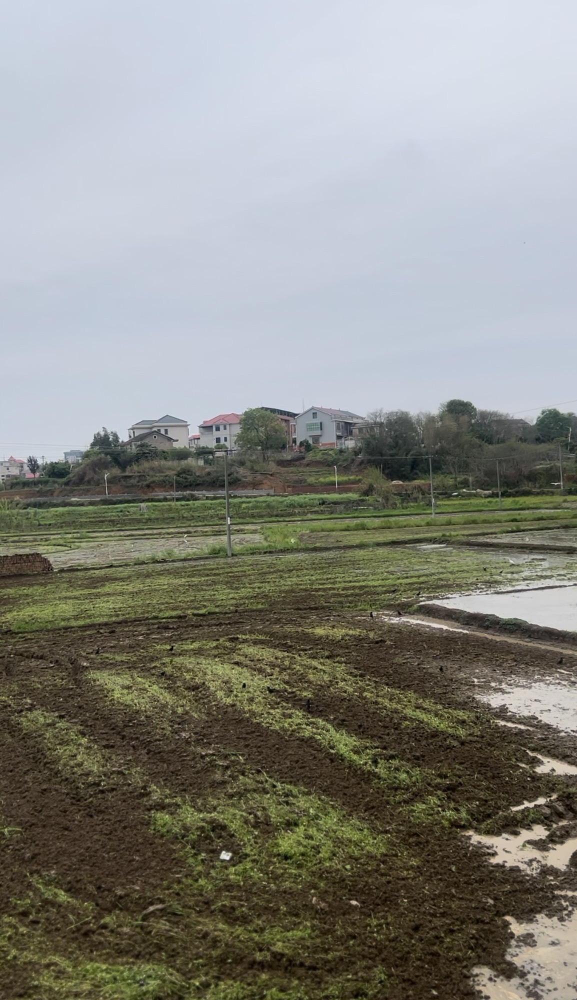 华胜湿地公园旅行图片 3