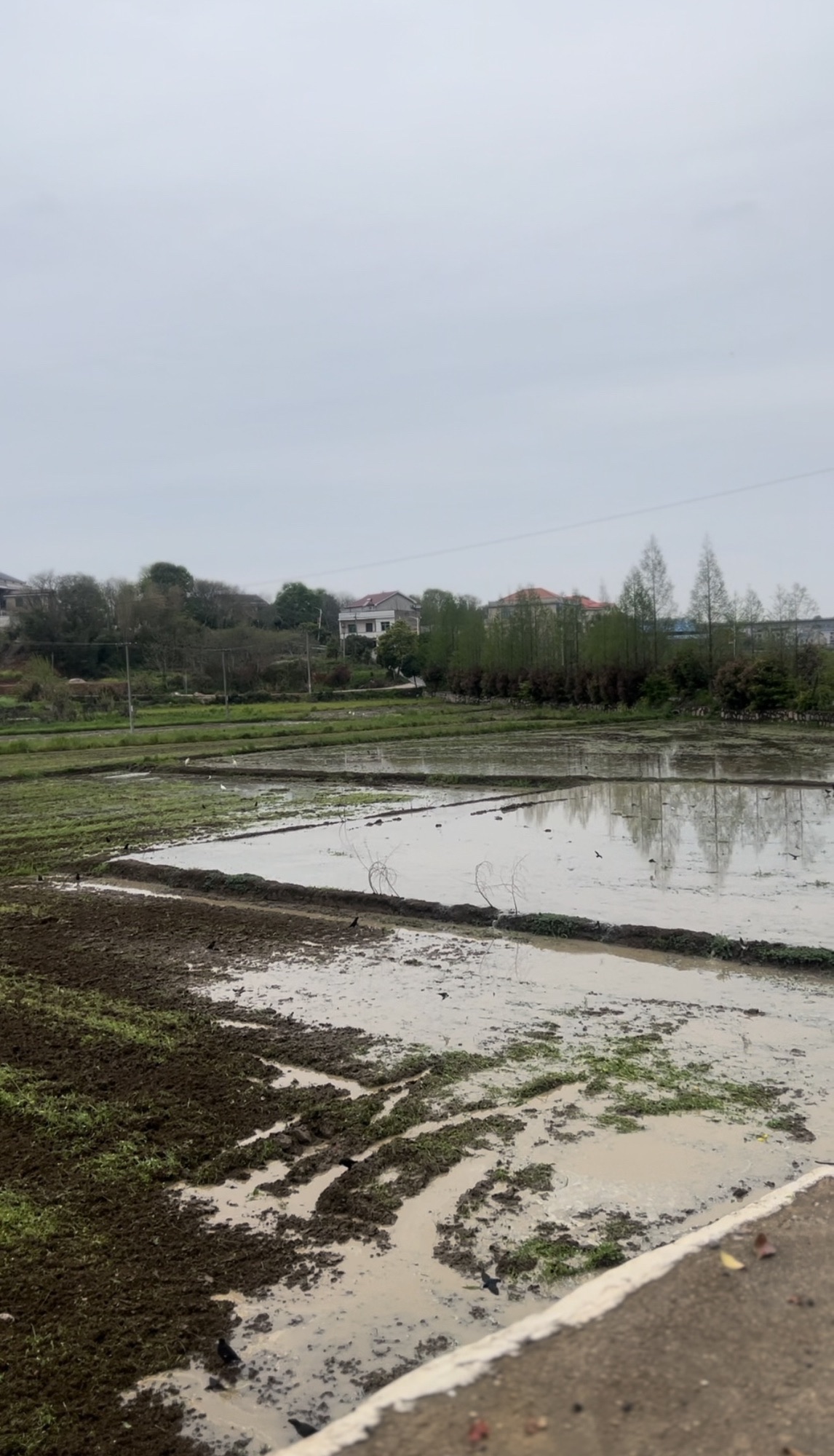 华胜湿地公园旅行图片 2
