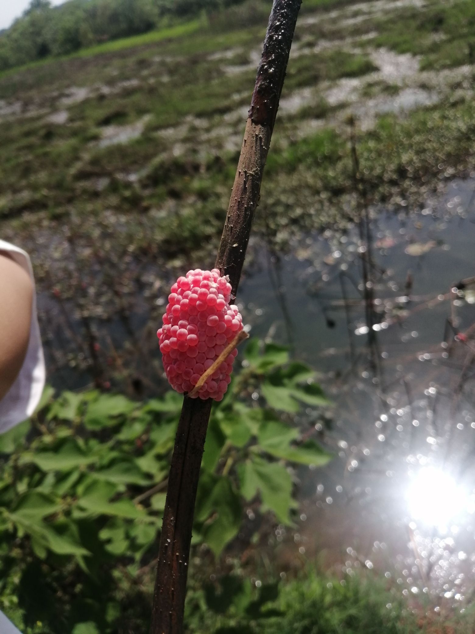 华胜湿地公园旅行图片 1