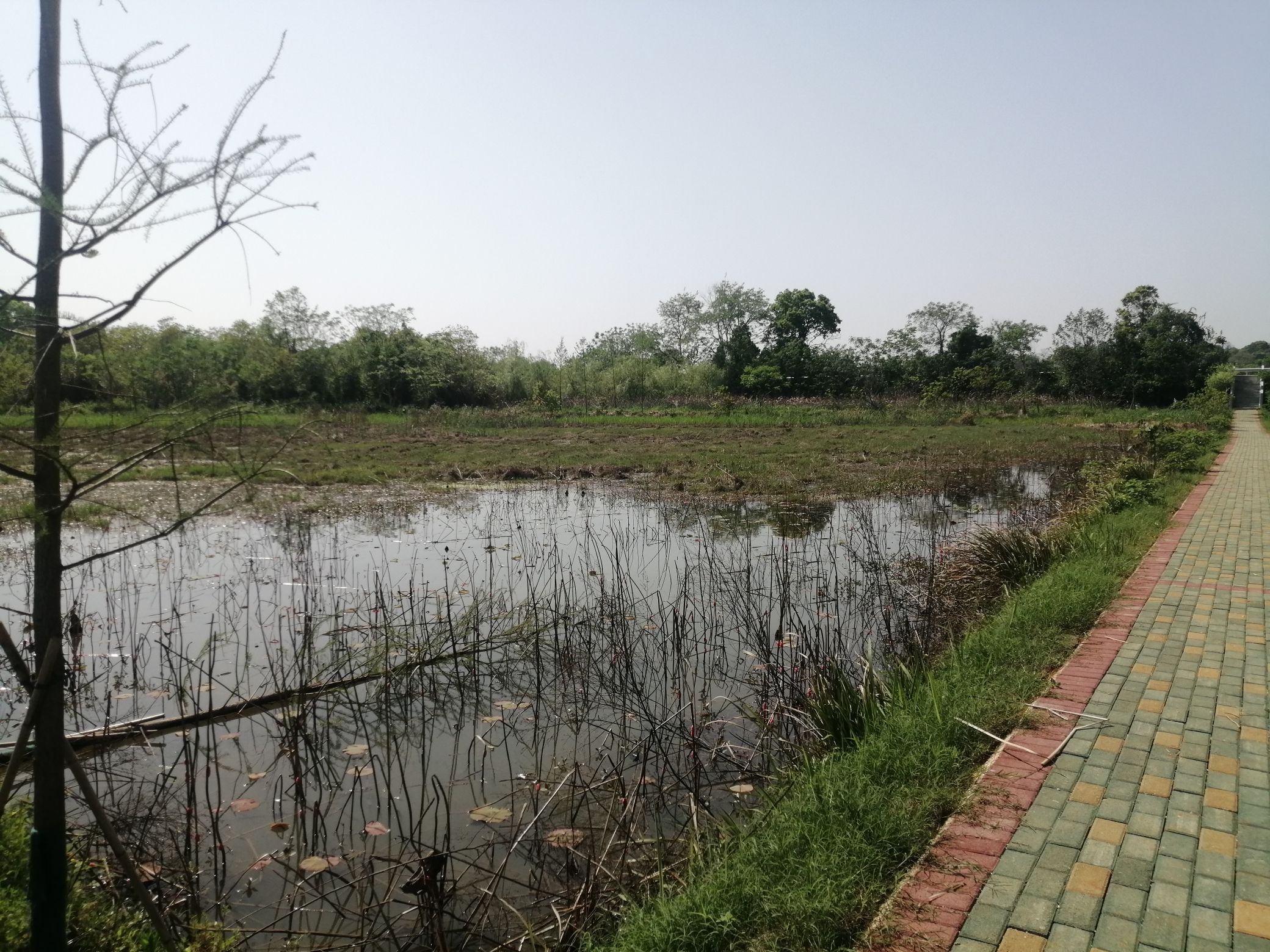 华胜湿地公园旅行图片 3