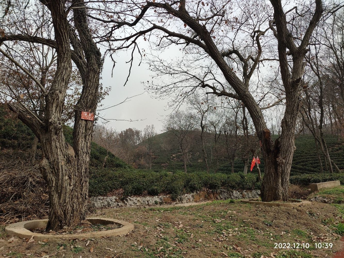古栗广场旅行图片 3