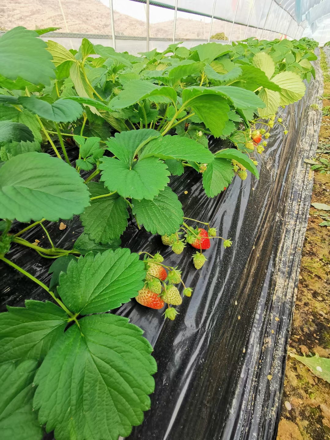 场地封面-果琳星球·东升·火星美莓草莓基地
